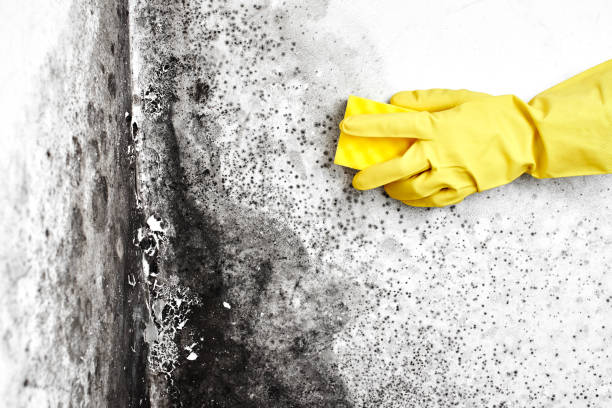 Best Bathroom Mold Remediation in Middletown, PA