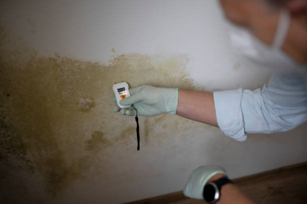 Best Basement Mold Remediation in Middletown, PA
